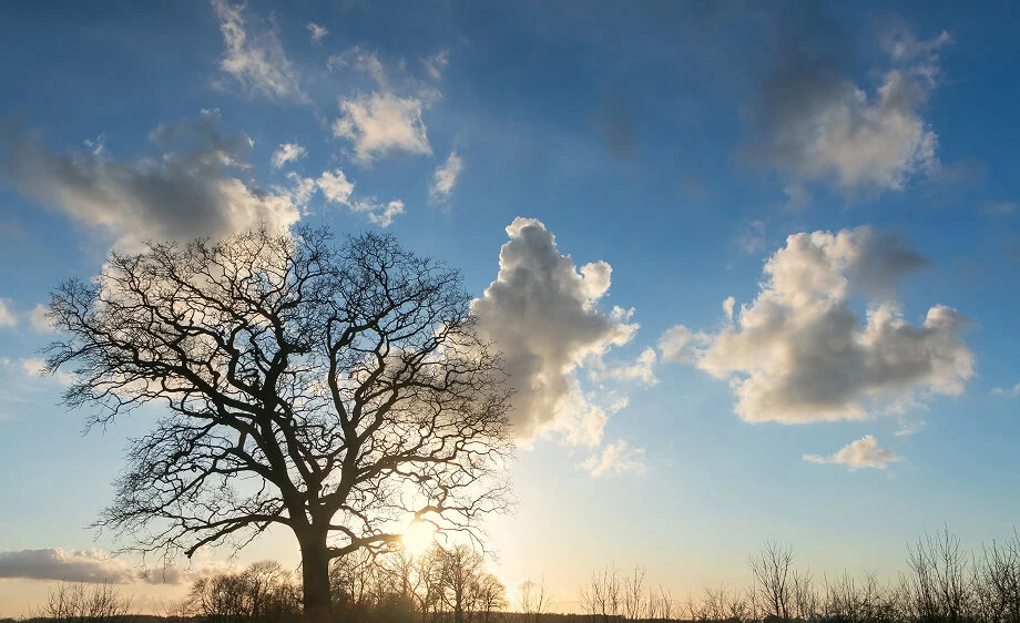 A leafless tree under a blue sky symbolizes a digital marketing agency's growth.
