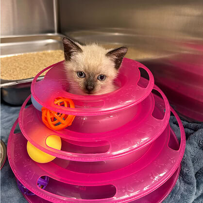 A playful kitten in a pink cat toy, symbolizing creative digital marketing agency results.