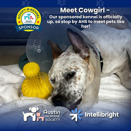 Cowgirl, a white and brown dog in a cone, lies by toys; digital marketing agency Intellibright supports pet adoption.