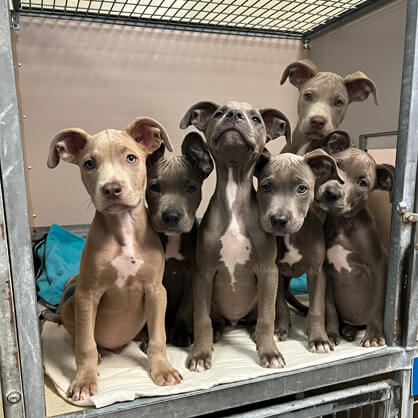 Six puppies on a blanket in a kennel, ready for adoption with digital marketing agency support.